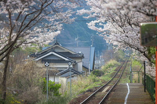桜の満開の時期に因美線の線路と三浦駅のホームを彩る情景